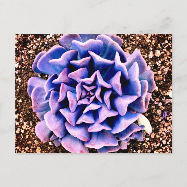 Purple Passion Postcard (Front)