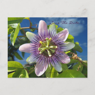Purple Passion Save the Date Postcard