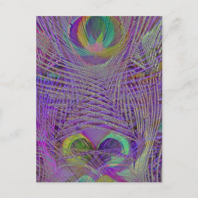 Purple Peacock Feathers Postcards (Front)