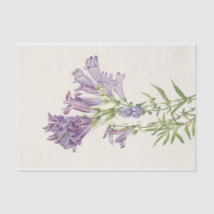 Purple Pentstemon by Mary Vaux Walcott Tissue Paper