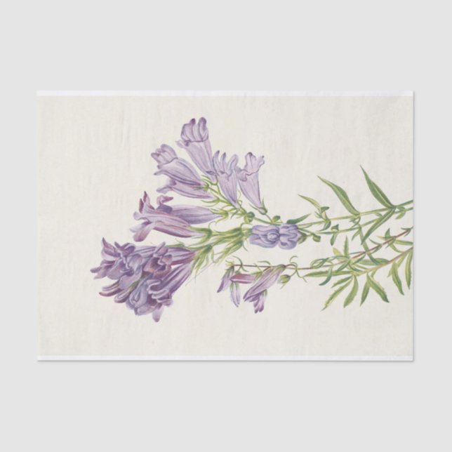 Purple Pentstemon by Mary Vaux Walcott Tissue Paper (Front)