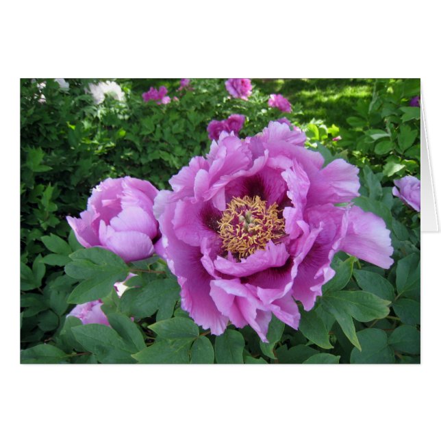 Purple Peonies (Front Horizontal)