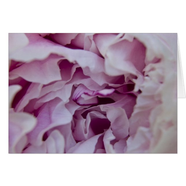 Purple Peony Card (Front Horizontal)