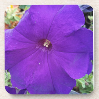 Purple Petunia Coster Coaster