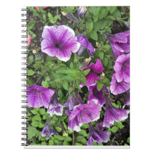 Purple Petunia Flowers Nature Photography Notebook