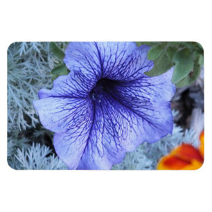 Purple Petunia Magnet