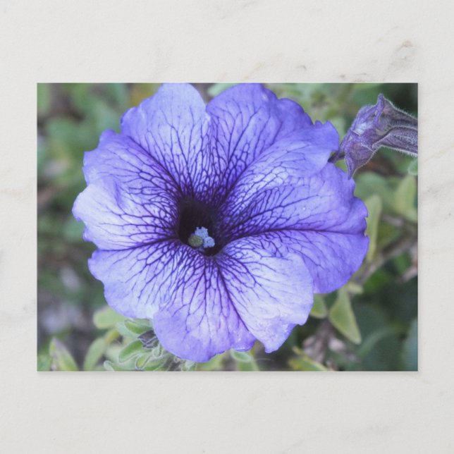 Purple Petunia Postcad Postcard (Front)
