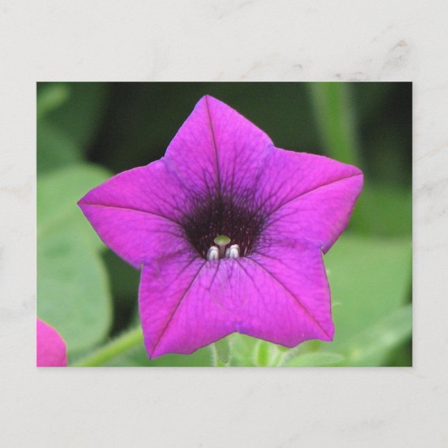 Purple Petunia Postcard (Front)