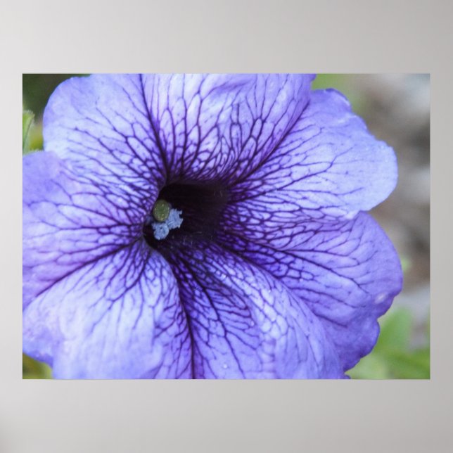 Purple Petunia Poster (Front)