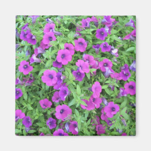Purple Petunias Magnet