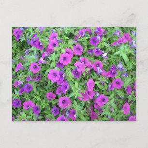 Purple Petunias Postcard