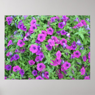 Purple Petunias Print
