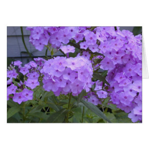 Purple Phlox card