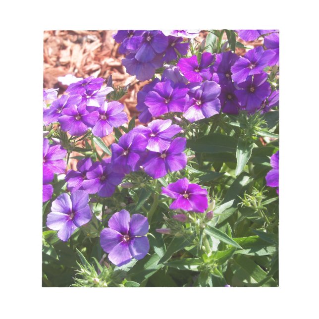 Purple Phlox flowers Notepad (Front)