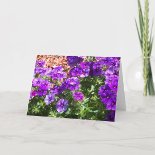Purple Phlox flowers on a blank greeting card