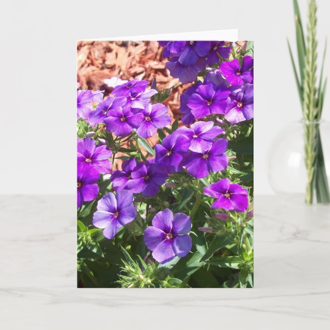 Purple Phlox flowers on a blank greeting card (Front)