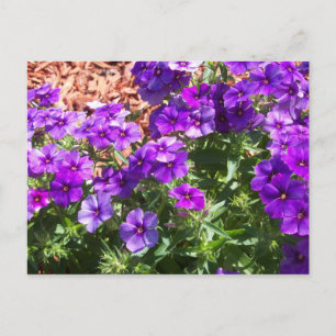 Purple Phlox flowers on a post card