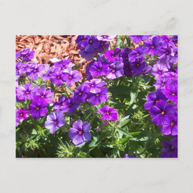 Purple Phlox flowers on a post card (Front)