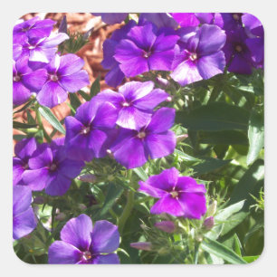 Purple Phlox flowers Square Sticker