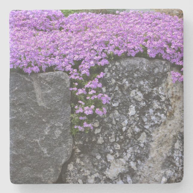 Purple Phlox On Rocks Stone Coaster (Front)