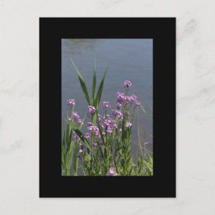 Purple Phlox Postcard