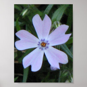 Purple Phlox Poster