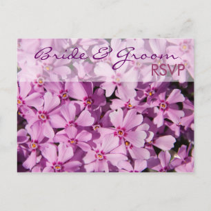 Purple Phlox • RSVP Postcard