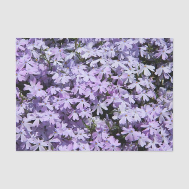 Purple Phlox Tissue Paper (Front)