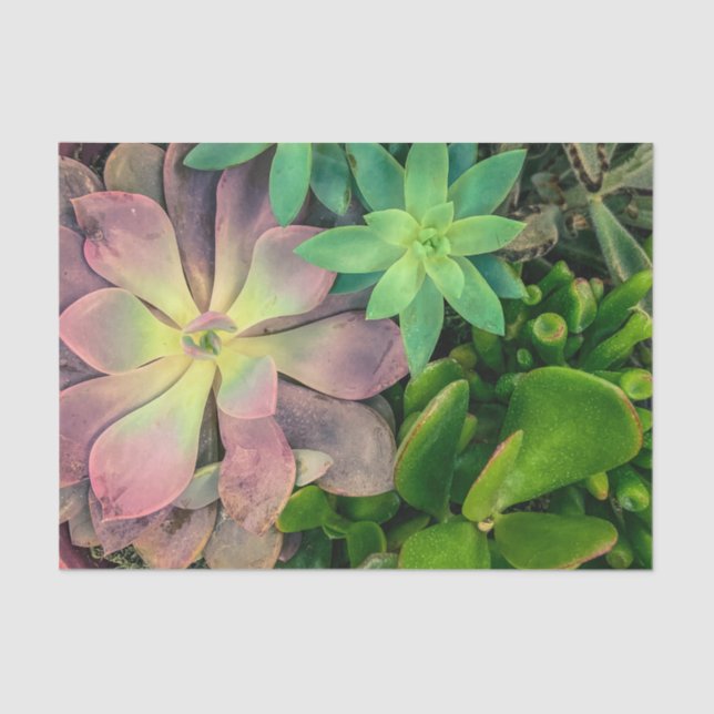 Purple, Pink and Green Succulent Plant Photo Tissue Paper (Front)