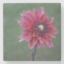 Purple Pink Dahlia 2 Stone Coaster