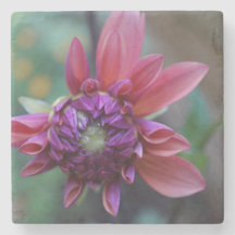 Purple Pink Dahlia Stone Coaster