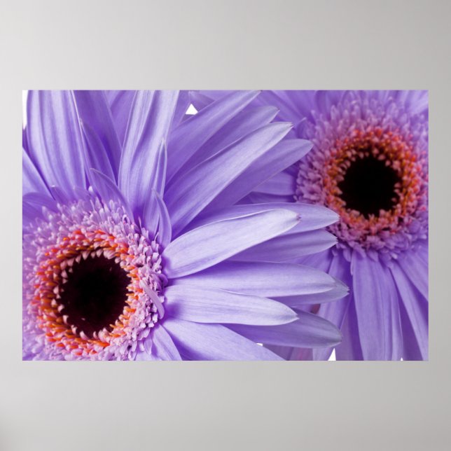 Purple Pink Daisy Customised Daisies Template Poster (Front)