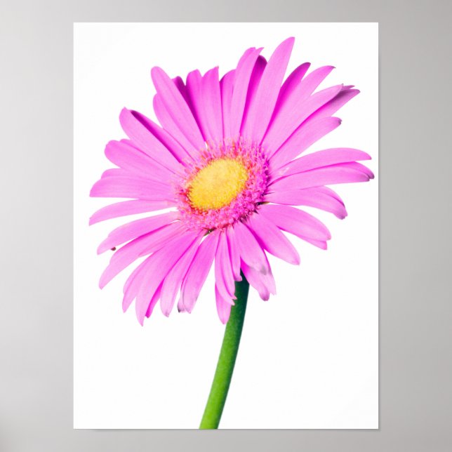 Purple Pink Daisy Customised  Daisies Template Poster (Front)