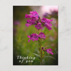 Purple Pink Dragonmouth Flower Thinking of You Postcard