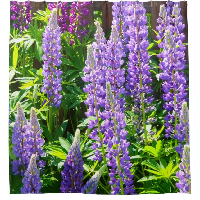 purple pink lupin flowers polyphyllus shower curtain (Front)
