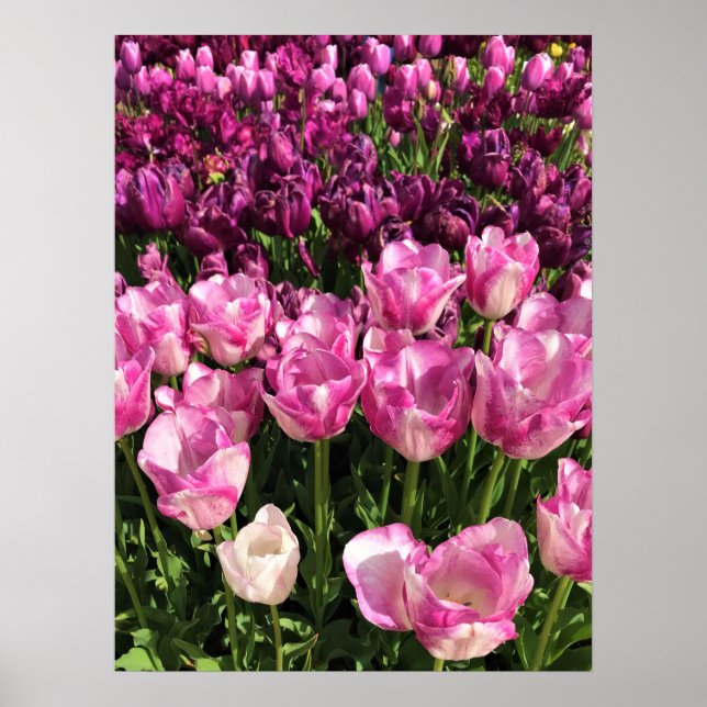 Purple & Pink Tulip Garden Bed, Oregon Poster (Front)