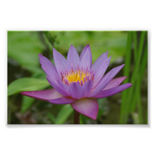Purple Pink Water Lily Flower Photo Print