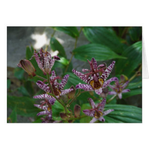 Purple pink white striped orchid like flower lilly