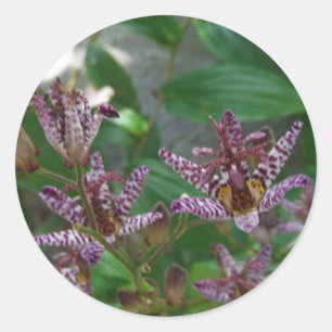 Purple pink white striped orchid like flower lilly classic round sticker