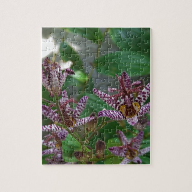 Purple pink white striped orchid like flower lilly jigsaw puzzle (Vertical)