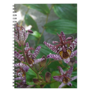 Purple pink white striped orchid like flower lilly notebook