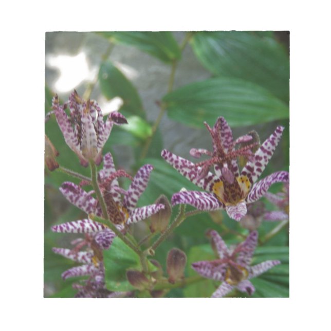 Purple pink white striped orchid like flower lilly notepad (Front)