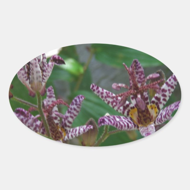 Purple pink white striped orchid like flower lilly oval sticker (Front)