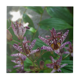 Purple pink white striped orchid like flower lilly tile