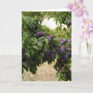 Purple Plum Tree Card