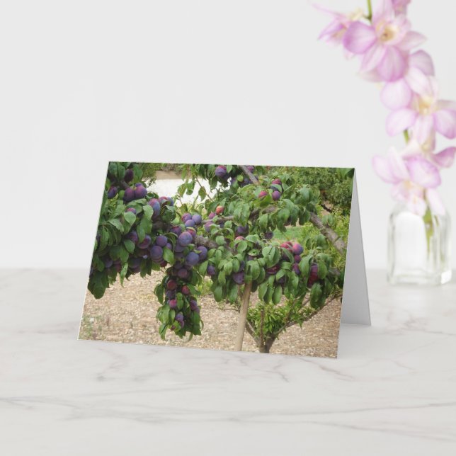 Purple Plum Tree Card (Orchid)