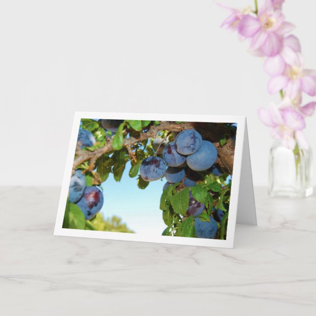 Purple Plums, Blue Sky Portrait Card (Orchid)