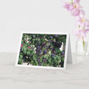 Purple Plums on Tree Card