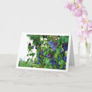 Purple Plums on Tree Card