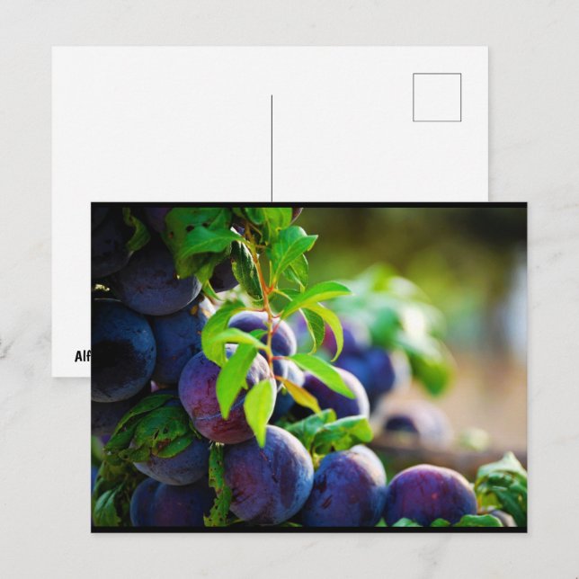 Purple Plums on Tree Postcard (Front/Back)